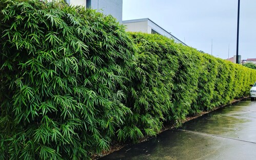 fake bamboo hedge for outdoor privacy